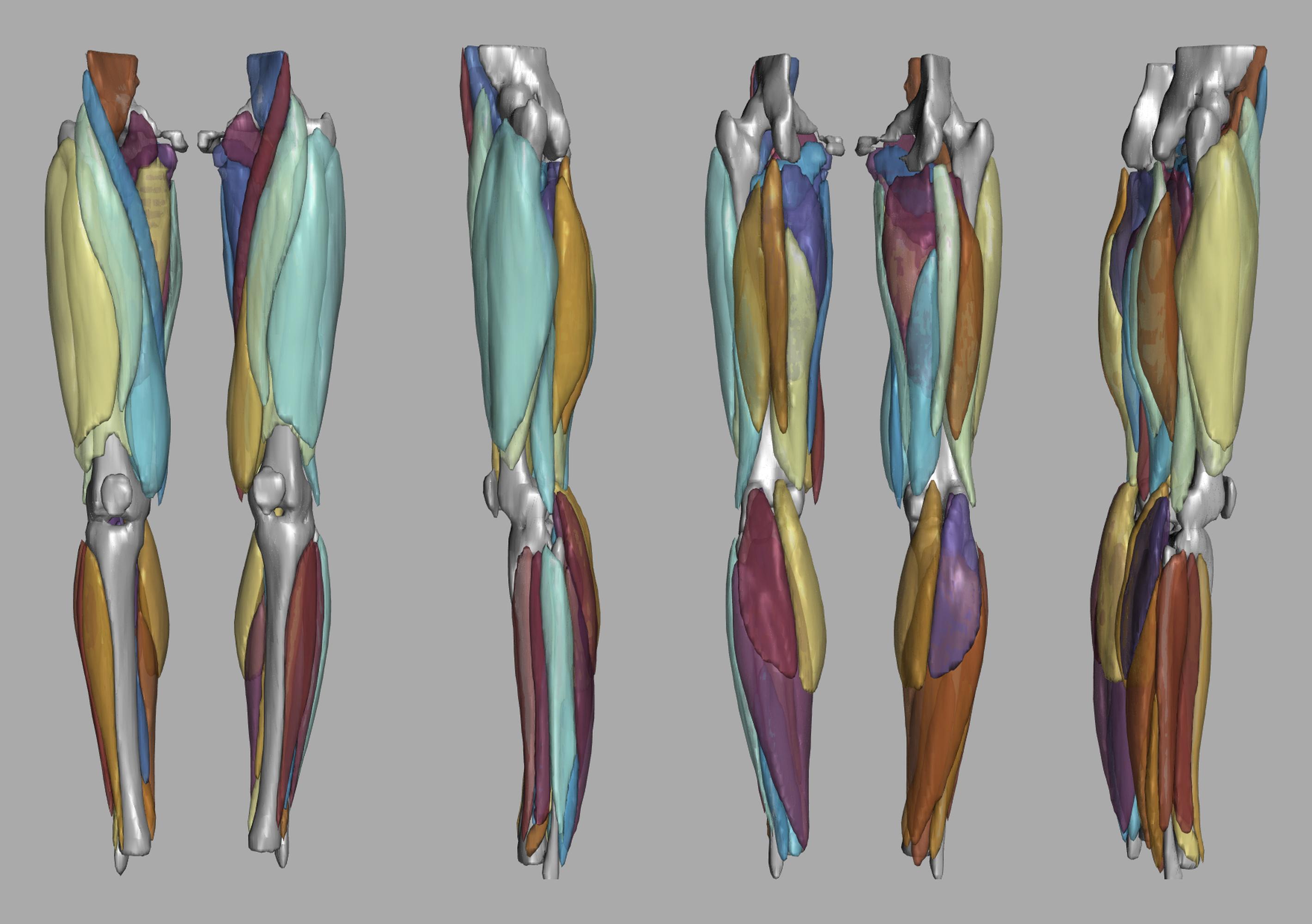 3D render of automated muscle segmentation labels generated using a CNN UNET.